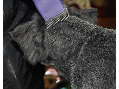 How to Learn the Asian Fusion Pet Grooming Technique